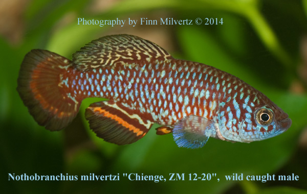 Nothobranchius milvertzi